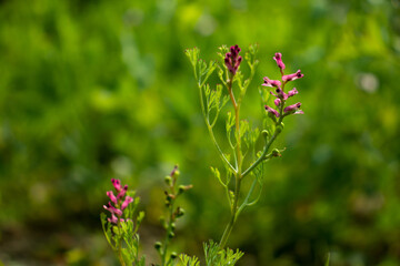 Papaveraceae with purple and white or Fumaria officinalis flower