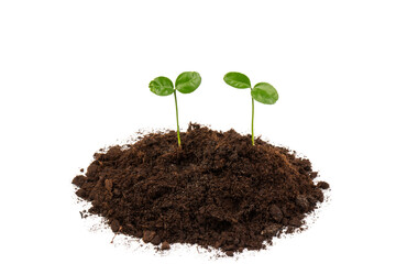 Seedlings are growing from fertile soil with a clean white background. Citrus plant.