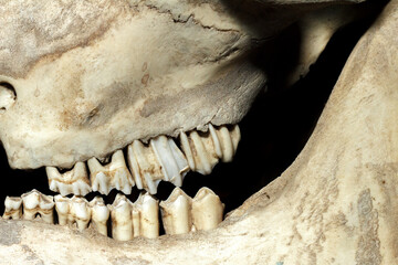 Detalle dental del cráneo de un animal rumiante 