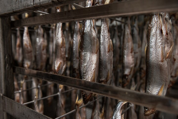Smoked fish production concept: smoked fish in smokehouse box.