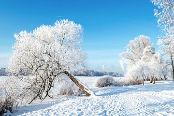 Beautiful winter landscape with snow. Branches of the trees are beautifully snow-covered
