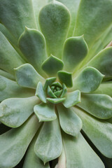 Close up of a green colorful succulent. Inside plant.