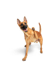 Play. Young Belgian Shepherd Malinois is posing. Cute doggy or pet is playing, running and looking happy isolated on white background. Studio photoshot. Concept of motion, movement, action. Copyspace.