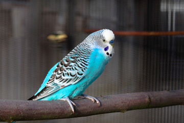 A blue male budgerigar perches on a branch in an aviary