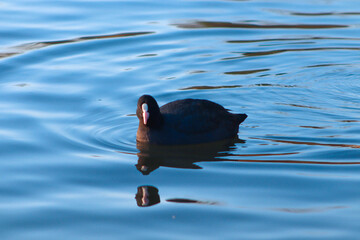 A coot swims on the surface of the water of a pond in an English park