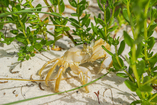 Un crabe &agrave; Playa pilar, Cayo Coco, Cuba