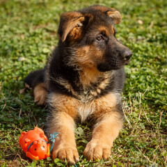 10 week old German shepherd puppy laying on grass outdoors