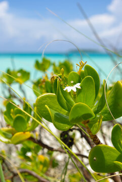 Plante au bord de plage, Playa pilar, Cayo Guillermo, Cayo coco, Cuba