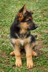 10 weeks old purebreed German shepherd puppy sitting on grass