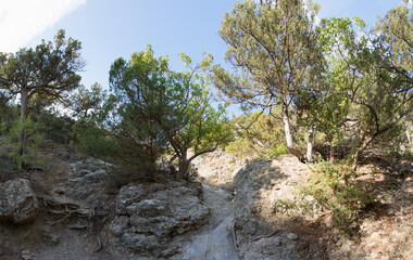 Fototapeta na wymiar Summer Crimean landscape, juniper grove on a sunny day, Golitsyn Trail, Crimea.