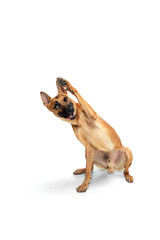 Cute. Young Belgian Shepherd Malinois is posing. Cute doggy or pet is playing, running and looking happy isolated on white background. Studio photoshot. Concept of motion, movement, action. Copyspace.