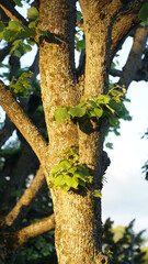 Evening light during sunset shining on a tree in a park in Lund, Sweden.