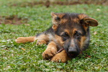 10 week old German shepherd puppy playing with wooden stick