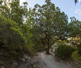 Summer Crimean landscape, juniper grove on a sunny day, Golitsyn Trail, Crimea.