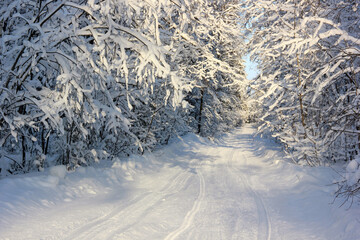 frosty sunny day, a landscape with winter nature and a track.