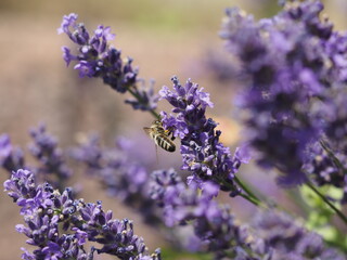 Eine Biene im Lavendel