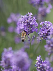 Eine Biene im Lavendel
