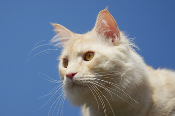 portrait of a maine coon cat against a clear sky background 