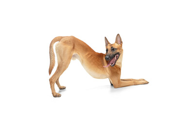 Run. Young Belgian Shepherd Malinois is posing. Cute doggy or pet is playing, running and looking happy isolated on white background. Studio photoshot. Concept of motion, movement, action. Copyspace.