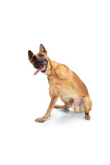 Kid. Young Belgian Shepherd Malinois is posing. Cute doggy or pet is playing, running and looking happy isolated on white background. Studio photoshot. Concept of motion, movement, action. Copyspace.