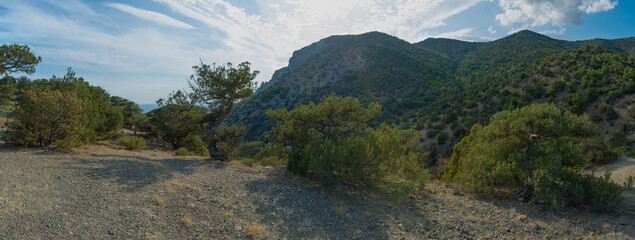 Summer Crimean landscape, juniper grove on a sunny day, Golitsyn Trail, Crimea.