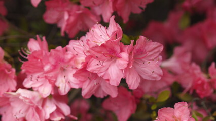 Obraz premium Eine Rhododendron