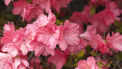 Obraz premium Eine Rhododendron Blüte