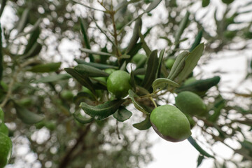 Raw green olives growing in olive tree in mediterranean plantation