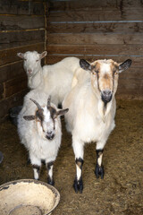 Obraz premium White goats in a barn house in the village