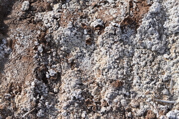 Close up shot of the texture of dirt and gravel on the ground