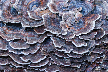 lichen on a tree