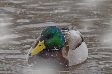 Stockente im Schnee auf einem See
