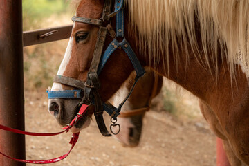 Tied brown haflinger horse with harness saddle.
