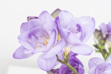 Close up blossom of beautiful violet freesia flower (Iridaceae Ixioideae) on light beige background. Shallow depth of focus. Fresh fashion pastel lilac purple creamy yellow and green color combination