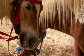 Tied brown haflinger horse with harness saddle.