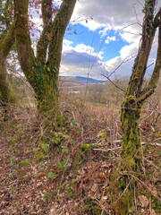 View through the trees in South Wales