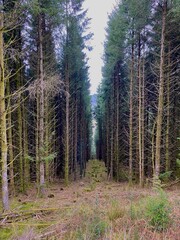 Obraz premium Fire break in a Welsh forest