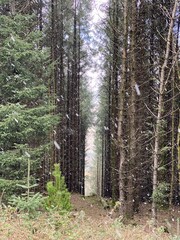 Snow falling in the forest