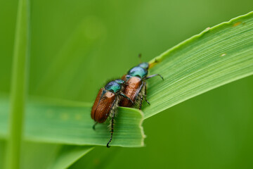 Gartenlaubkäfer (Phyllopertha horticola)	