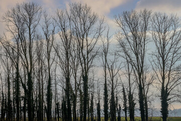 Fototapeta na wymiar Bare trees with a blue sky and white clouds in the background on a sunset in Dal van de Roodebeek, Dutch nature reserve, winter day in Schinveld, South Limburg, the Netherlands
