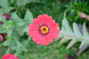 selective focus on a blooming red zinnia flower with blurred background