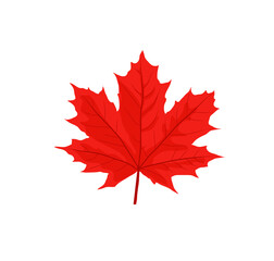 Maple leaves vector illustration. Autumn leaf leaves. Fall leaves maple
