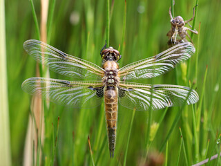 Vierfleck Libelle - Four-spotted Chaser