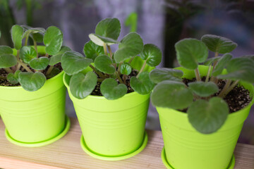 Flowers in pots on the windowsill