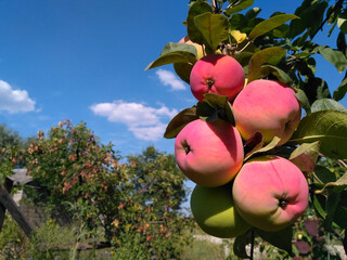 apples on a tree