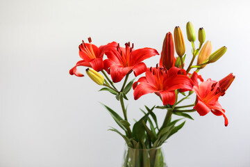 Flowers of a red Lily against a white wall with one unopened Bud. Space for text