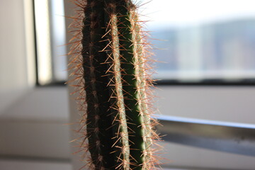 Tall thin cactus in sunset