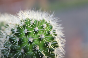 Cactus baby with white spines