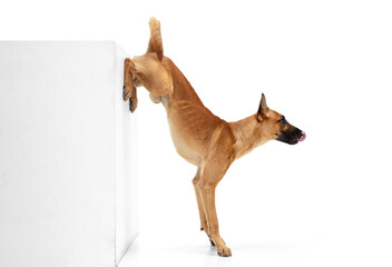 On hands. Young Belgian Shepherd Malinois is posing. Cute doggy or pet is playing, running and looking happy isolated on white background. Studio photoshot. Concept of motion, movement, action