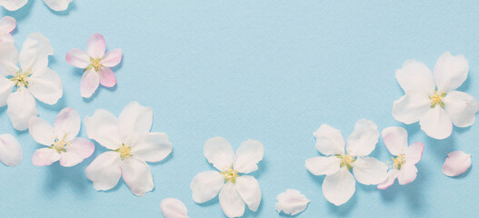 apple flowers on blue paper background
